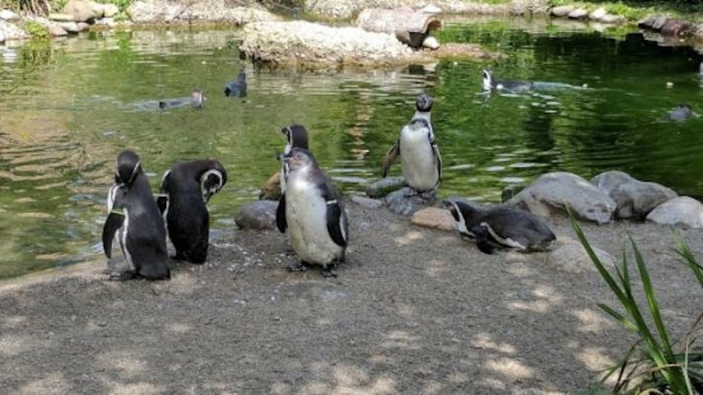 Zoo Zurich-4